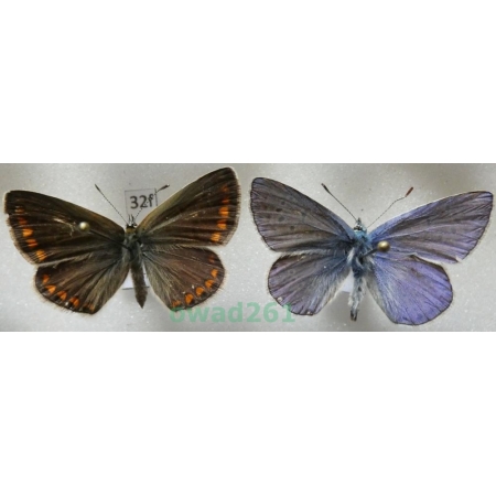 Polyommatus thersites (Cantener, 1835) pair Poland32f